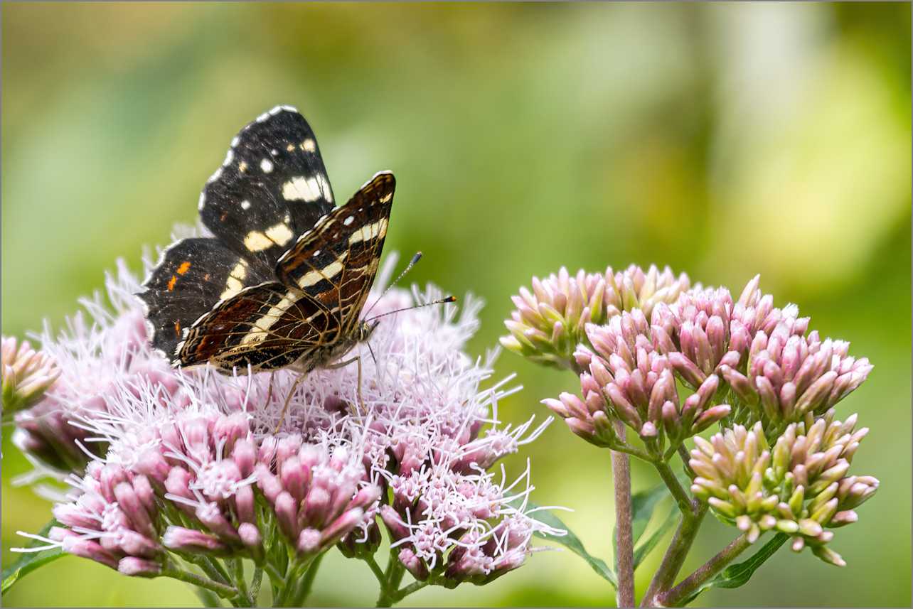 Schmetterling (Landkärtchen) im östlichen großen Torfmoor.